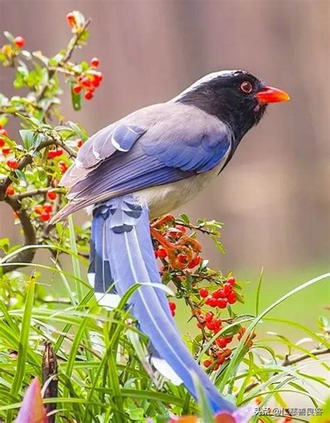 青鳥 象徵|青鳥，這是一種什麼鳥？為什麼被稱為「信使」？